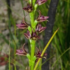 Prasophyllum sp. (A Leek Orchid) at Yerriyong State Forest - 21 Sep 2013 by AlanS