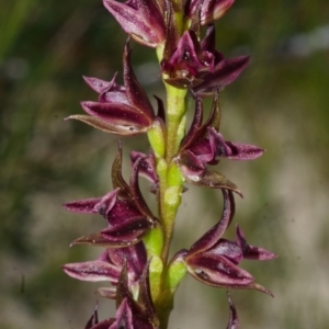 Prasophyllum sp. at Jerrawangala, NSW - suppressed