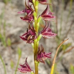 Prasophyllum sp. at Jerrawangala, NSW - suppressed