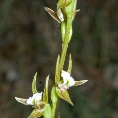 Prasophyllum sp. (A Leek Orchid) at Flat Rock State Forest - 20 Aug 2005 by AlanS