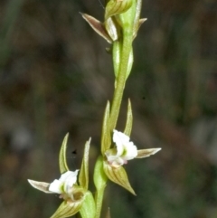 Prasophyllum sp. (A leek orchid) at Flat Rock State Forest - 20 Aug 2005 by AlanS