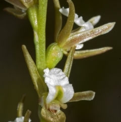 Prasophyllum sp. (A Leek Orchid) at Yerriyong, NSW - 18 Sep 2005 by AlanS