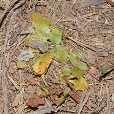 Pterostylis sp. (A Greenhood) at Bamarang, NSW - 29 Sep 2013 by AlanS