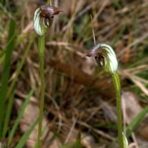 Pterostylis oblonga at Tomerong, NSW - 3 Sep 2010