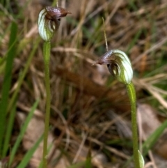 Pterostylis oblonga (Coastal Maroonhood) at Yerriyong State Forest - 2 Sep 2010 by AlanS