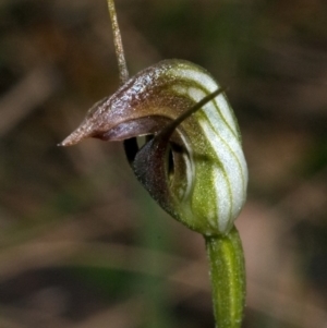 Pterostylis oblonga at Tomerong, NSW - 3 Sep 2010