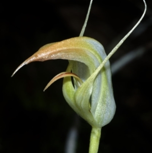 Pterostylis acuminata at Falls Creek, NSW - suppressed