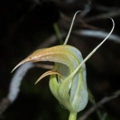 Pterostylis acuminata at Falls Creek, NSW - suppressed