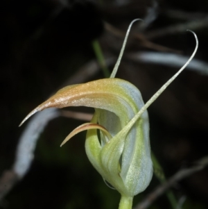 Pterostylis acuminata at Falls Creek, NSW - suppressed