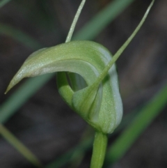 Pterostylis acuminata (Pointed Greenhood) at Worrigee, NSW - 13 Apr 2005 by AlanS