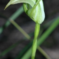 Pterostylis acuminata at Worrigee, NSW - 13 Apr 2005