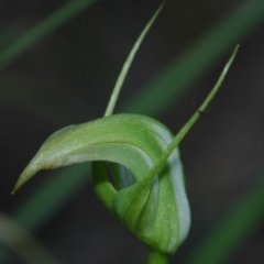 Pterostylis acuminata at Worrigee, NSW - 13 Apr 2005