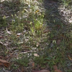 Pterostylis acuminata (Pointed Greenhood) at Falls Creek, NSW - 7 Apr 2011 by AlanS