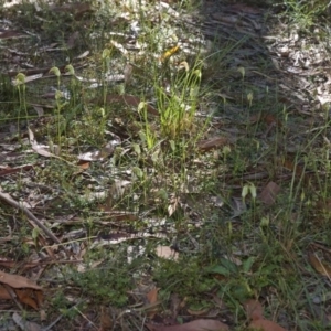 Pterostylis acuminata at Falls Creek, NSW - 7 Apr 2011