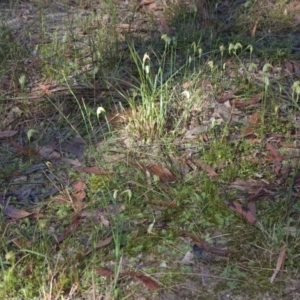 Pterostylis acuminata at Falls Creek, NSW - suppressed