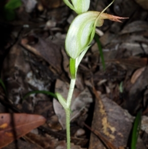 Pterostylis acuminata at Myola, NSW - suppressed