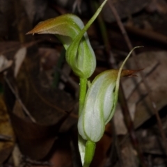 Pterostylis acuminata at Myola, NSW - 15 Jun 2017