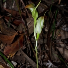 Pterostylis acuminata at Myola, NSW - 15 Jun 2017