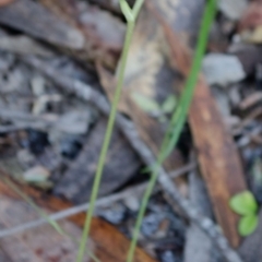 Pterostylis acuminata at Myola, NSW - suppressed