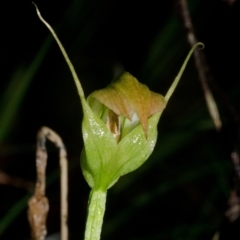 Pterostylis acuminata (Pointed Greenhood) at Bugong National Park - 24 Apr 2016 by AlanS