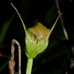 Pterostylis acuminata (Pointed Greenhood) at Budgong, NSW - 24 Apr 2016 by AlanS