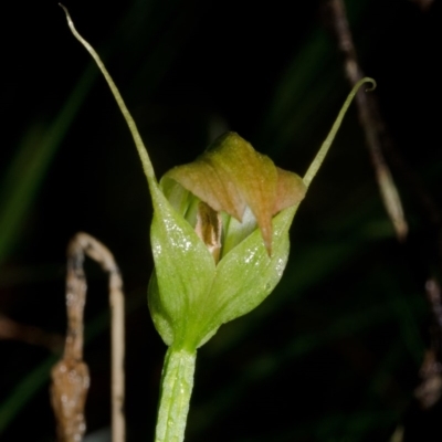 Pterostylis acuminata (Pointed Greenhood) at Bugong National Park - 23 Apr 2016 by AlanS