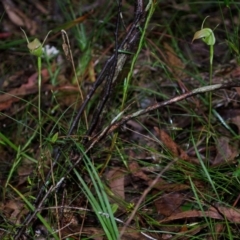 Pterostylis acuminata at Budgong, NSW - suppressed