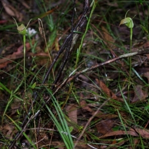 Pterostylis acuminata at Budgong, NSW - 24 Apr 2016