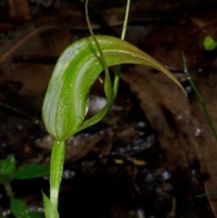 Pterostylis acuminata at Budgong, NSW - suppressed