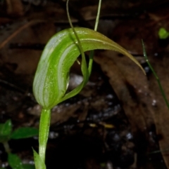 Pterostylis acuminata at Budgong, NSW - 24 Apr 2016