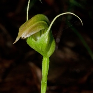 Pterostylis acuminata at Budgong, NSW - suppressed