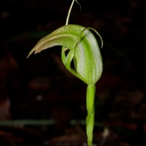 Pterostylis acuminata at Budgong, NSW - suppressed