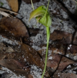 Pterostylis acuminata at Myola, NSW - 30 May 2015
