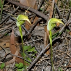 Pterostylis acuminata (Pointed Greenhood) at Yatte Yattah, NSW - 8 Apr 2011 by AlanS