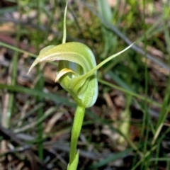 Pterostylis acuminata at Yatte Yattah, NSW - suppressed