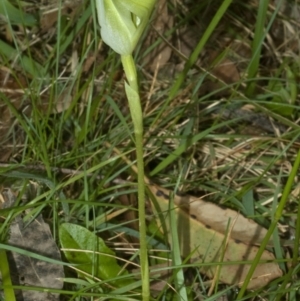 Pterostylis baptistii at Conjola, NSW - 28 Oct 2011