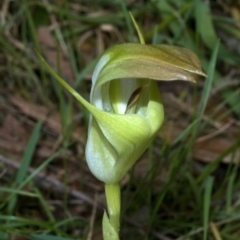Pterostylis baptistii at Conjola, NSW - suppressed