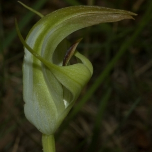 Pterostylis baptistii at Conjola, NSW - 28 Oct 2011