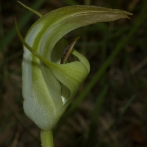 Pterostylis baptistii at Conjola, NSW - suppressed