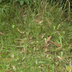 Pterostylis baptistii at Conjola, NSW - suppressed
