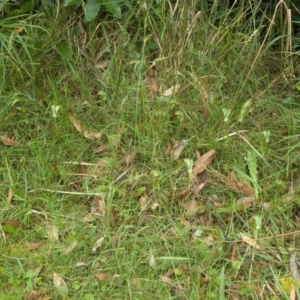 Pterostylis baptistii at Conjola, NSW - 28 Oct 2011