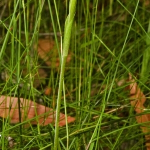 Pterostylis baptistii at Saint Georges Basin, NSW - 26 Oct 2007