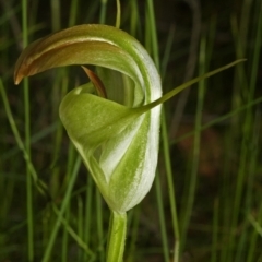 Pterostylis baptistii at Saint Georges Basin, NSW - 26 Oct 2007