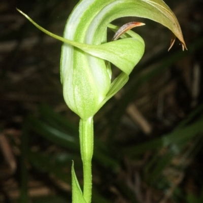 Pterostylis baptistii (King Greenhood) at Erowal Bay, NSW - 10 Sep 2007 by AlanS