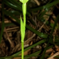 Pterostylis baptistii at Erowal Bay, NSW - suppressed