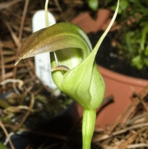 Pterostylis baptistii at Erowal Bay, NSW - 19 Jul 2006