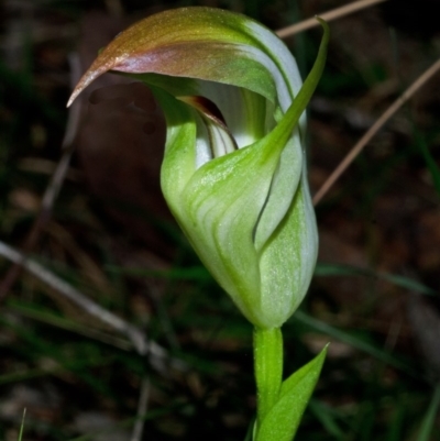 Pterostylis baptistii (King Greenhood) at Comberton, NSW - 26 Aug 2013 by AlanS