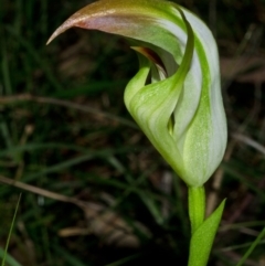 Pterostylis baptistii at Comberton, NSW - 27 Aug 2013