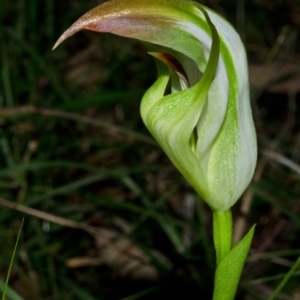 Pterostylis baptistii at Comberton, NSW - 27 Aug 2013