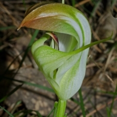 Pterostylis baptistii at Comberton, NSW - suppressed